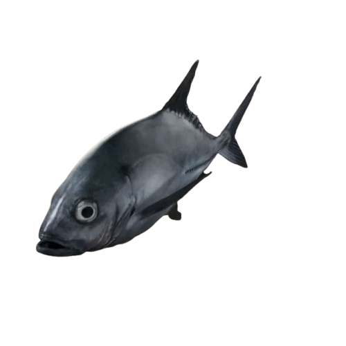 Bigeye Trevally